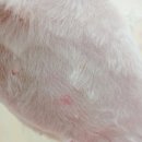 깔끔하개 | 의정부 애견미용 어디서 할까? 깔끔하개에서 꼼꼼한 케어로 예쁨 UP!