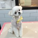 Hi - 도그 이미지