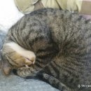 보계동물병원 이미지