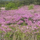 천성산가는길 이미지