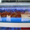 부산까치놀 이미지