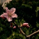 복사꽃향기 이미지