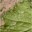 선녀농장 이미지