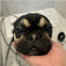 자연애견미용실 이미지