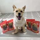 멍야미 | 광주 댕댕야미 애견 수제 간식