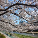 우성아파트(경찰전직지원센터 방면) | [부산/동래구&amp;연제구] 부산에서 벚꽃 구경🌸 뚜벅이로 즐기기 1탄 - 온천천 (220401 촬영)
