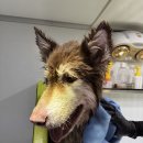 향기롭개 이미지