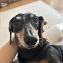 행복하개 | 용인시 반려동물 문화축제 <용인시와 행복하개> 방문 후기