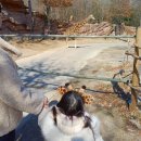 신나는 놀이체육(5세) | 에버랜드 워킹사파리 후기｜5세 아이와 3월 주토피아·놀이기구 코스