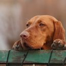 마스터 동물의료센터 이미지