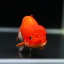 미스터브리더 이미지