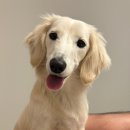 VILLA de LOUIS 이미지