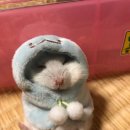 훈민정 이미지