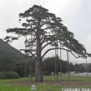소나무 Daum카페