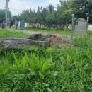 양덕리고인돌 이미지