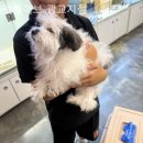 펫웨이브 광교지점 이미지