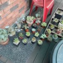 다오 숯불닭바베큐 이미지