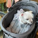 하리스펫 | 강아지유모차방석 :: 크기별로 구입가능한 해리스펫 강아지유모차라이너