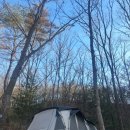 봄 숲으로 가자 | 춘천 더숲캠핑장 애견동반 D사이트 후기 | 명당추천 | 예약방법 및 링크 | 공용시설 매점 와이파이...