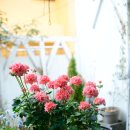 블루마리 이미지