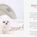 펫스토리 수가 | 바쁜 일상속에서도, 도봉구강아지분양