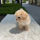 플러피펫 이미지