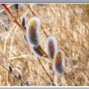 버들민박 이미지