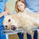 코지동물의료센터 서구청점 이미지