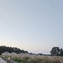 더포레스트하소로 이미지