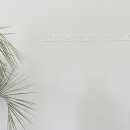 보나디자인스튜디오
