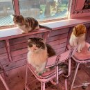 5290 | 인천 영흥도 고양이역 카페 아이와 가볼 만한 곳 후기