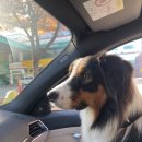 이쁜 강아지 | 크리스마스 룩 어랜 aaran 오스트레일리안 셰퍼드 강아지 모델 후기