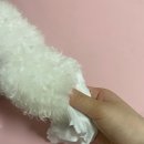 코코슈 | 코코슈 벨벳 터치 펫티슈 체험 후기🐶