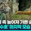 서울대공원 멸종위기 1급 시베리아 호랑이 폐사 이미지