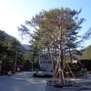 솔향수목원(솔숲광장) 티스토리