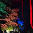 생명그리고빛 | 양산 통도사 미디어아트축제 후기 아이랑 단풍빛 걷기 좋은 가을밤 산책코스
