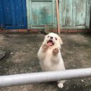 똥강아지 이미지