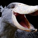 넓적부리황새 익룡 슈빌(Shoebill) 이미지