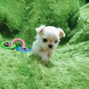 화순 토이샵 | 영광강아지분양 애견분양 샵 또 찾아주시는곳 (순창 구례 곡성)