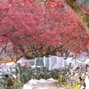 이천산수유마을 이미지