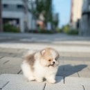 아르르펫 이미지