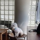 효창동제1경로당 | 효창동브런치 cocoon카페 내돈내산 후기, 반려동물음식점