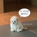 옵서예 이미지