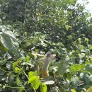 팜파스 | 루레나바께 팜파스 투어 후기