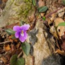 긴잎제비꽃 Viola ovato-oblonga (Miq.) Makino 종 이미지