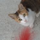 나비카센타 이미지