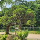 수목농장 이미지