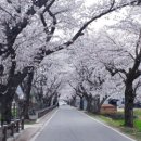 월출산이야기 이미지