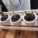 카페로드79 이미지