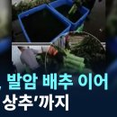 발암 배추 이어 이미지